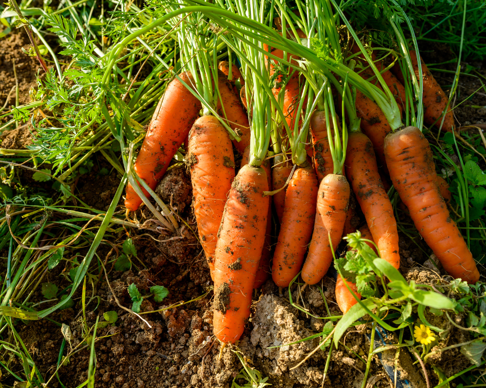 Organic carrots